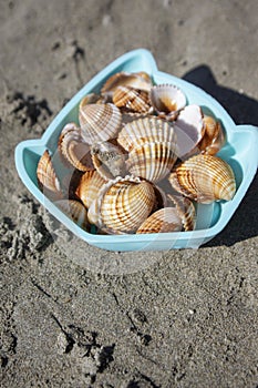 Cerastoderma edule common cockle empty seashells on sandy beach, simplicity background pattern in daylight the mold