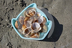 Cerastoderma edule common cockle empty seashells on sandy beach, simplicity background pattern in daylight the mold