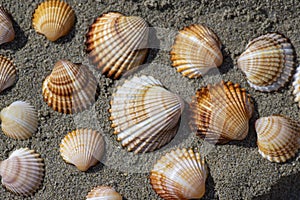 Cerastoderma edule common cockle empty seashells on sandy beach, simplicity background pattern in daylight in the sand