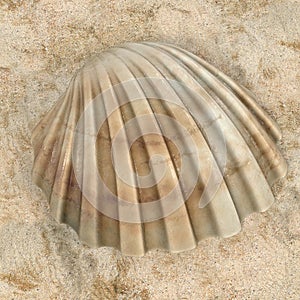 Cerastoderma Edule Common Cockle