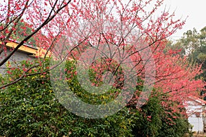 Cerasus campanulata Vassiljeva-Cherry blossoms
