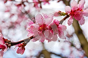 Cerasus serrulata Japanese flowering cherry