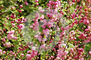 Cerasus serrulata (Japanese flowering cherry photo
