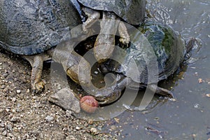 Cerated Hinged Terrapins - Kruger National Park