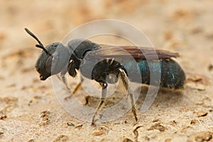 Ceratina chalcites   is one of the larger species in it's genus having a remarkable blue metallic coloration