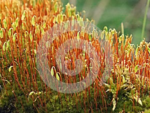 Ceratodon Purpureus Moss on tree stump