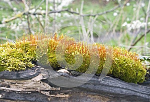 Ceratodon Purpureus Moss on tree stump