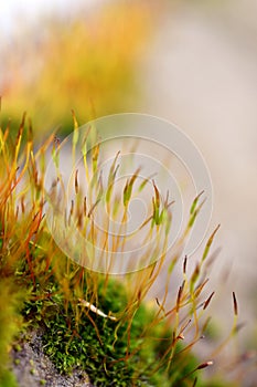 Ceratodon purpureus, purple forkmoss, redshank moss