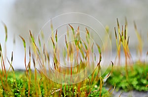 Ceratodon purpureus, purple forkmoss, redshank moss