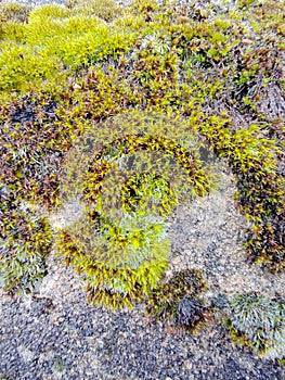 Ceratodon purpureus on stone