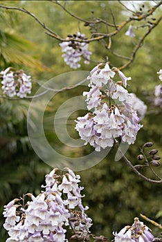 Ceratonia siliqua or Carob tree with pink flowers