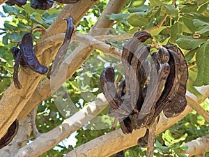 Ceratonia siliqua, commonly known as carob tree or carob bush