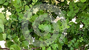 Ceratonia siliqua, commonly known as carob tree or carob bush as background.