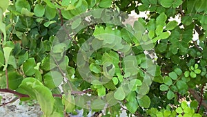 Ceratonia siliqua, commonly known as carob tree or carob bush as background.