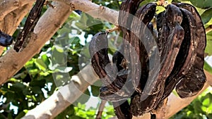 Ceratonia siliqua, commonly known as carob tree or carob bush as background.