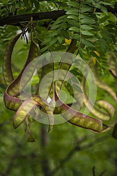 Ceratonia siliqua, commonly known as the wild carob tree or carob bush, St John\'s-bread or locust bean