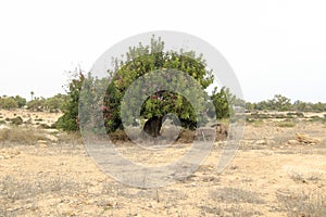 Ceratonia Siliqua tree in the countryside in Spain