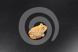 Ceratophrys cranwelli little albino frog