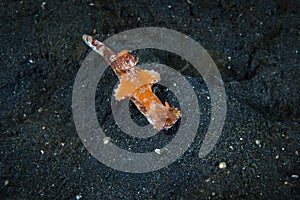 Nudibranch Ceratosoma tenue photo