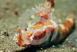 Ceratosoma Tenue photo