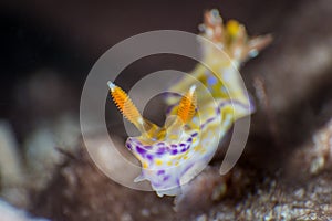 Juvenile Ceratosoma tenue in Pulau Weh photo