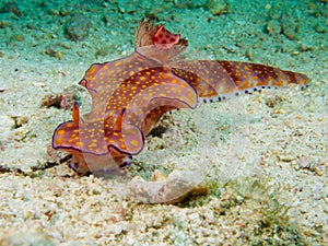 Ceratosoma trilobatum