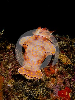 Ceratosoma trilobatum, Nudibranch, Sea Slug