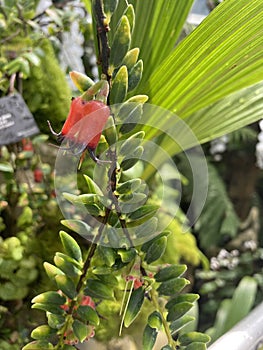 Ceratostema Glans photo