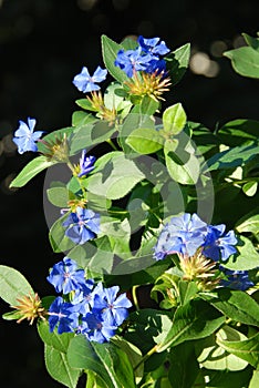 Ceratostigma flowers