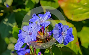 (Ceratostigma plumbaginoides, Plumbaginaceae) blue flowers plants on a green background in the garden photo