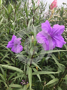 plumbaginaceae photo