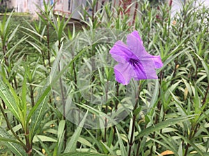 plumbaginaceae photo