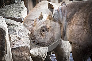 Ceratotherium simum cottoni, simum, Diceros bicornis michaeli, white rhino, are critically endangered species