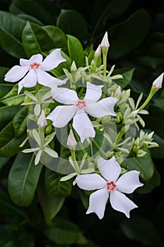 Cerbera manghas flowers in nature