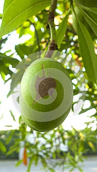 Cerbera oddloam fruit