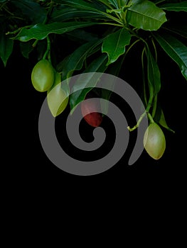 Cerbera oddloam fruit