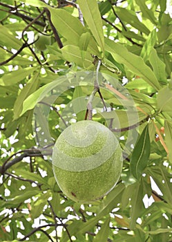 Cerbera oddloam fruit on tree
