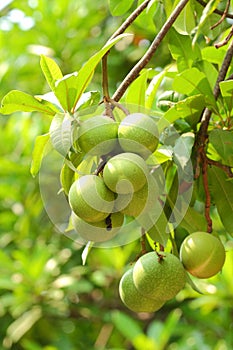 Cerbera oddloam fruit
