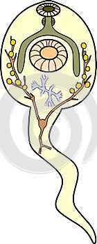 Cercaria of Sheep liver fluke Fasciola hepatica