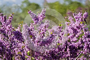 CERCIS background, pink purple spring flowers