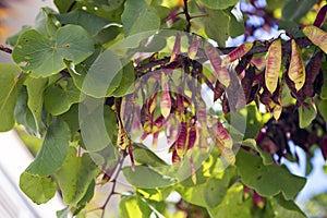 Cercis bush branch