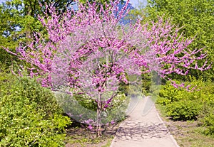 Cercis Canadensis