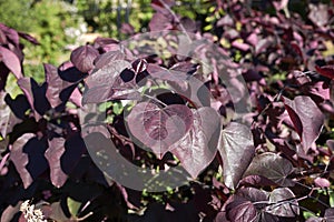 Purple leaves of Cercis canadensis tree photo