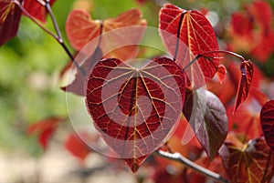 Cercis canadensis Forest Pansy, a Red bud tree