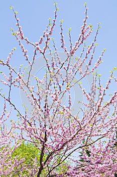 Cercis Canandensis