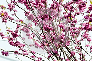 Cercis chinensis photo