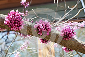 Cercis chinensis Chinese Redbud. Beautiful pink flower buds growing on a tree branch. Spring blooms. Exotic trees.