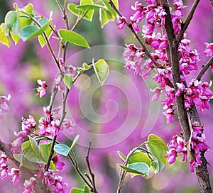 Cercis chinensis flowers