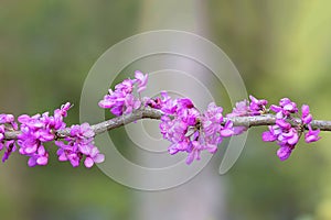 Cercis chinensis in full bloom photo