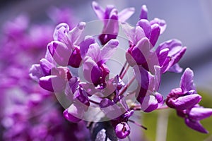 Cercis European, Eastern mahogany